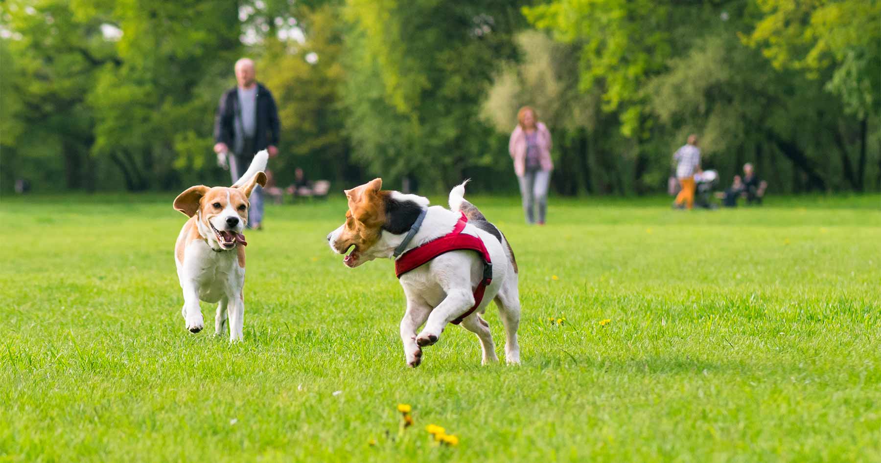 trending-legislation-dog-parks-general-code