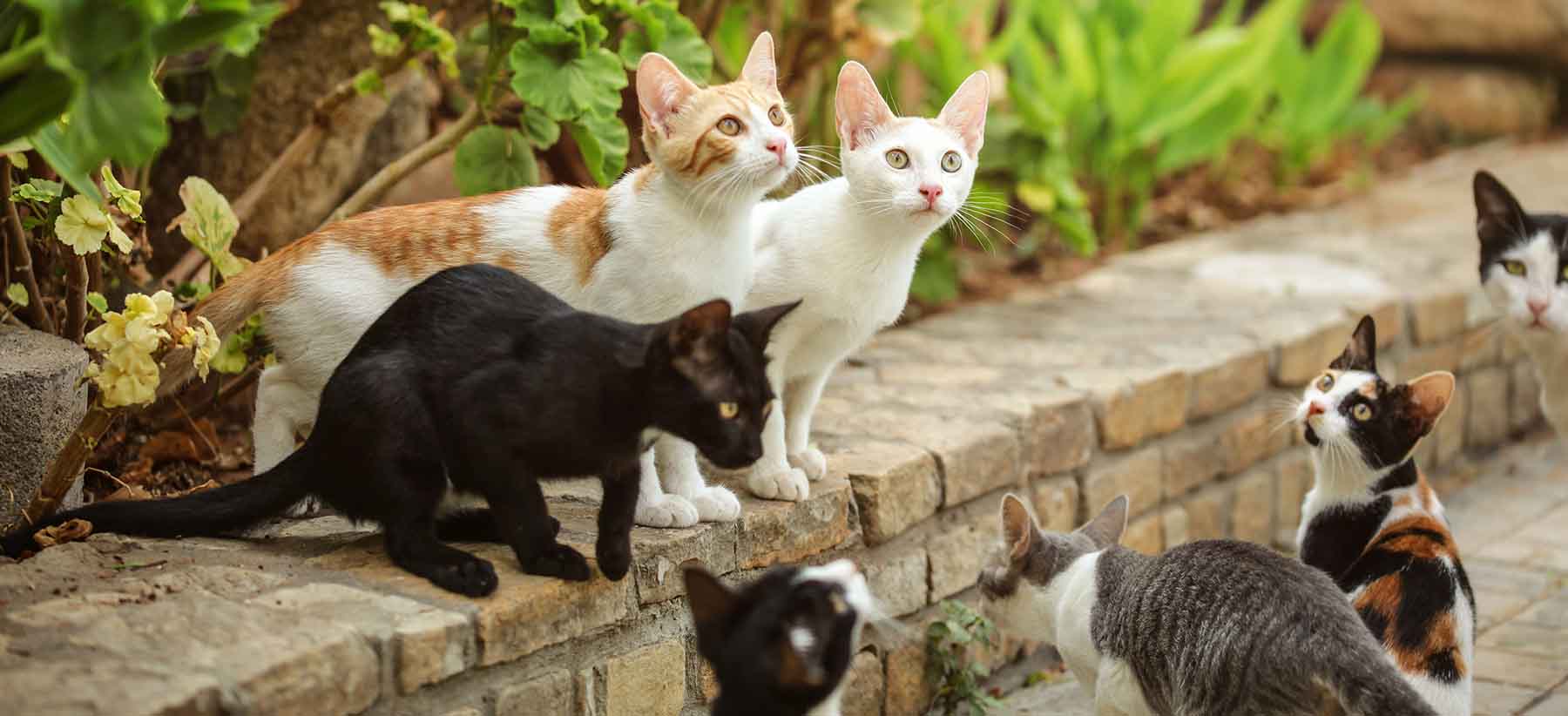 Feral Cat Legislation - General Code